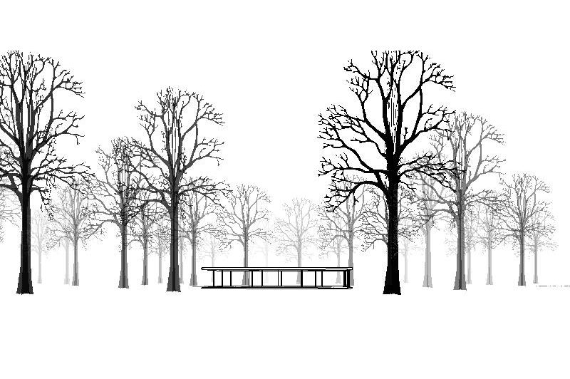 Chinquapin Oak for Revit