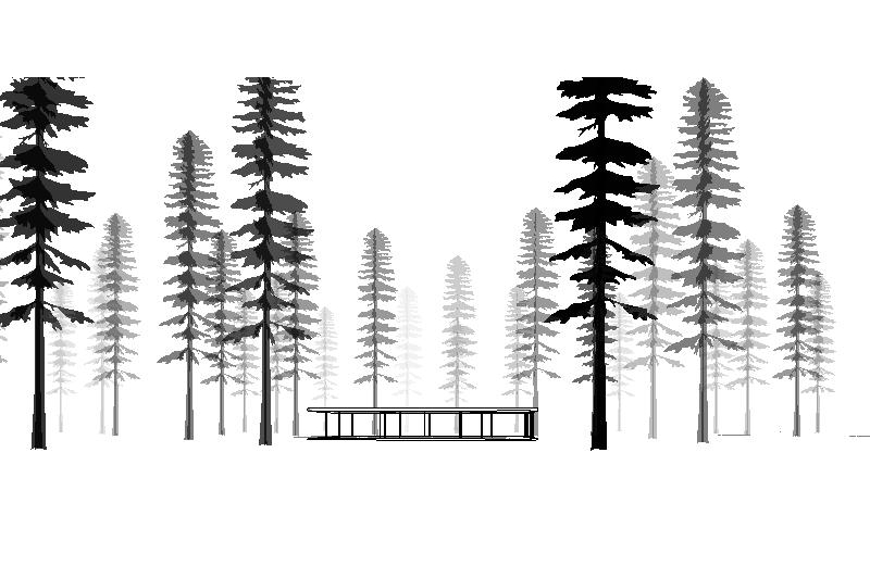 Amabilis Fir for Revit