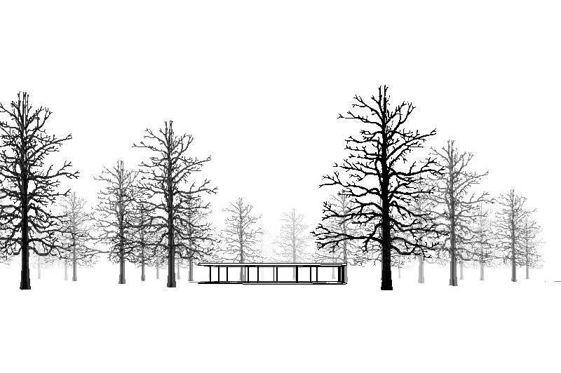 Rock Elm for Revit