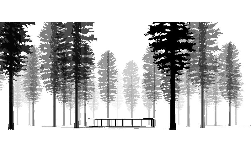 Western White Pine for Revit