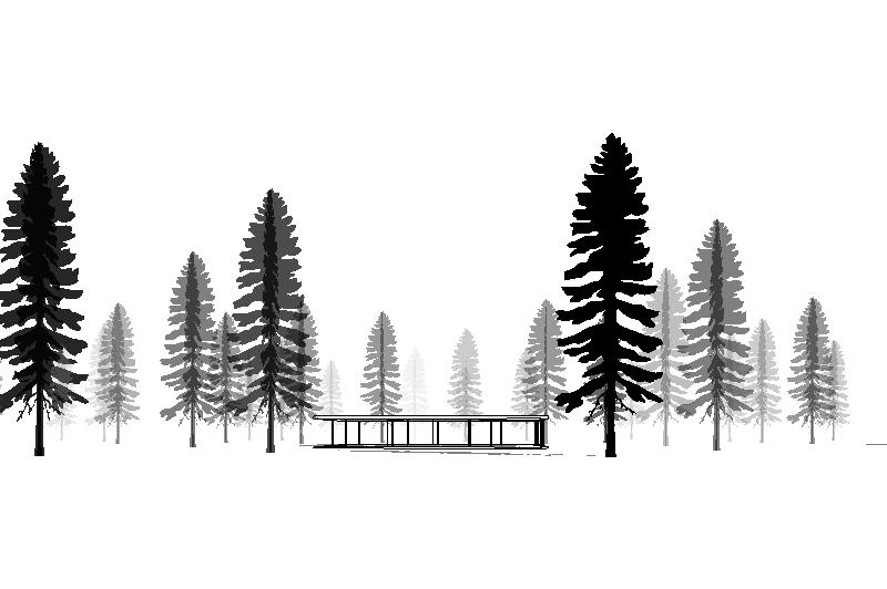 White Spruce for Revit