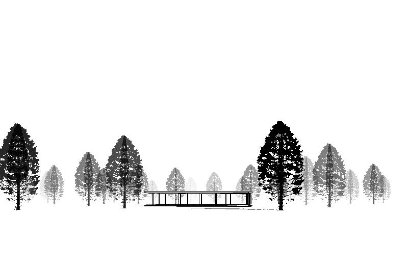 Eastern White Cedar for Revit