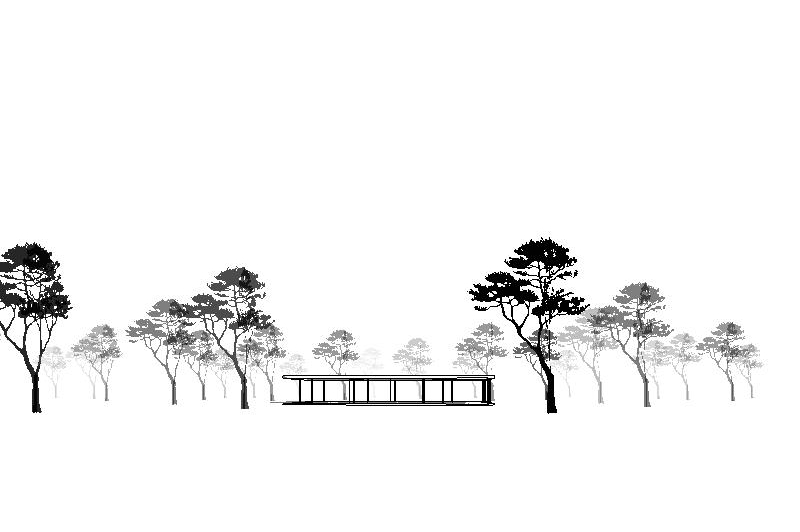 Shore Pine for Revit