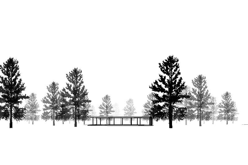 Whitebark pine for Revit